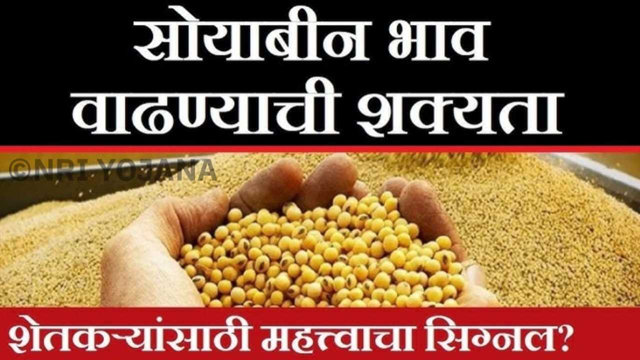 सोयाबीनचे ताजे दर